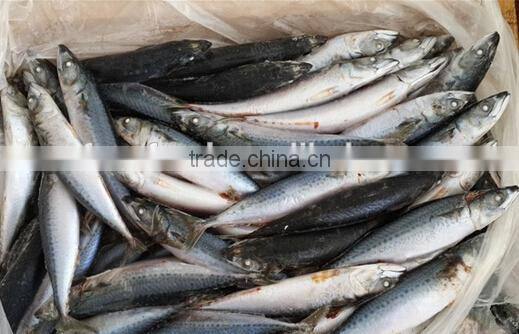 Frozen Mackerel For Macking Sushi