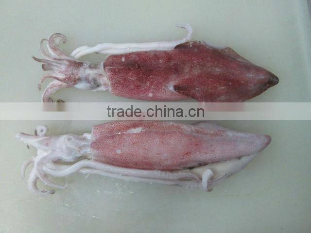 FROZEN SQUID