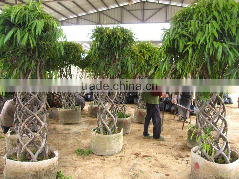 Ficus cage shape square shape 2m