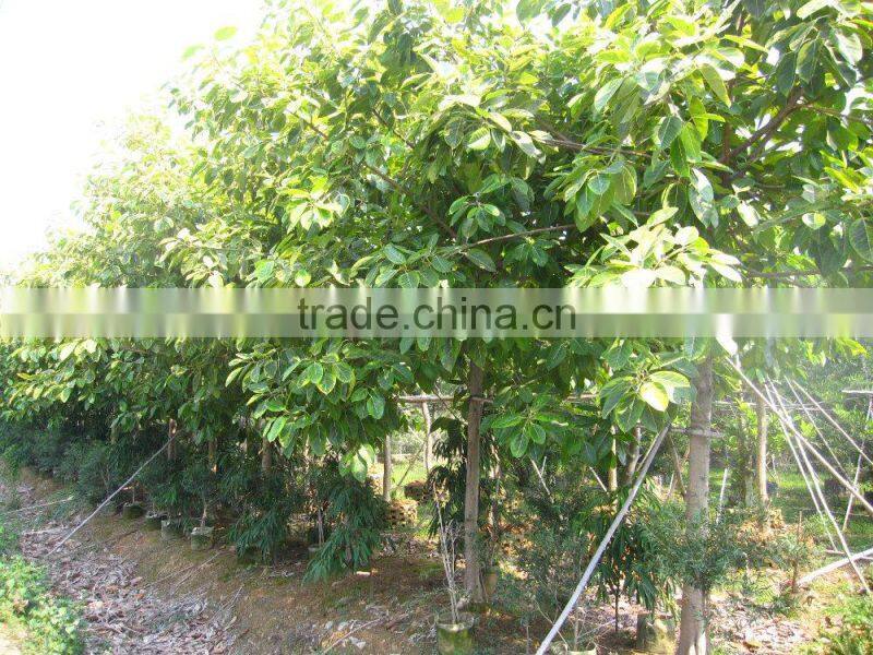 Ficus benghalensis variegata