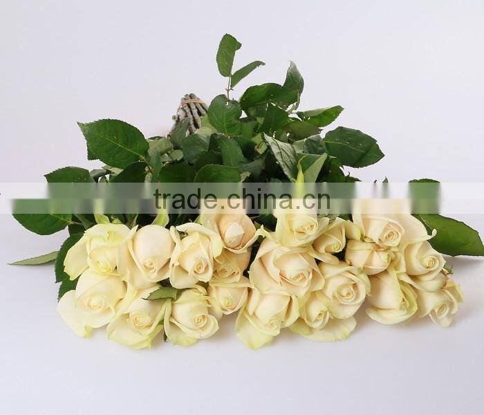 Cheap wholesale Natural Fresh Cut Rose Flower Sweet Pink 20Stems/Bundle Export Flower wholesale From China