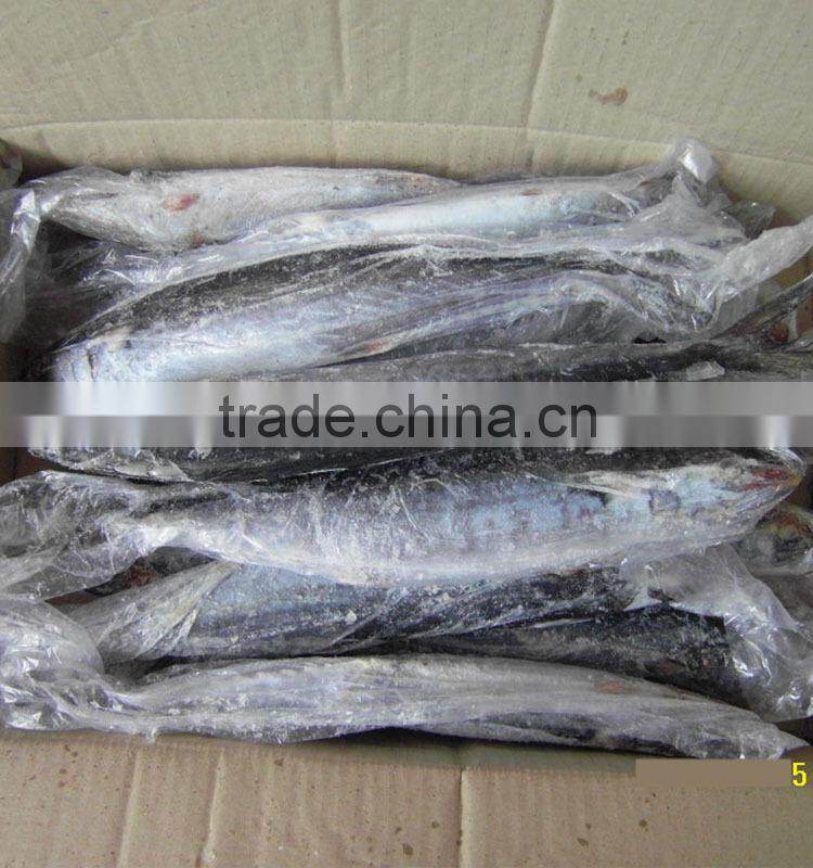 bestquaility frozen fish (frozen spanish mackerel )big from shidao
