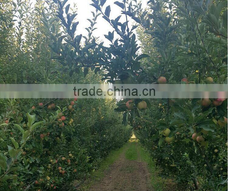 Nice fuji apple from China on sale for Bangladesh market
