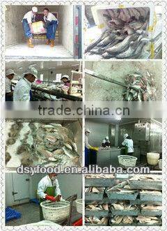 Frozen whole red tilapia fish in small size