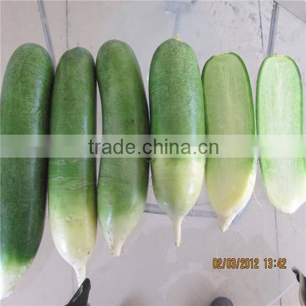Fresh radish to Canada from Chinese factory