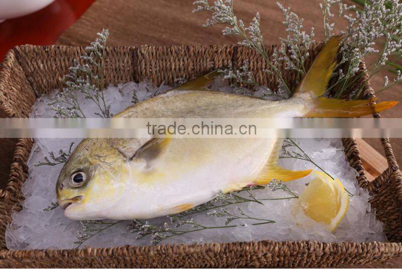 frozen bulk golden pomfret fish
