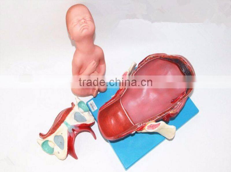 Training model of fetal production process in the model of term fetus