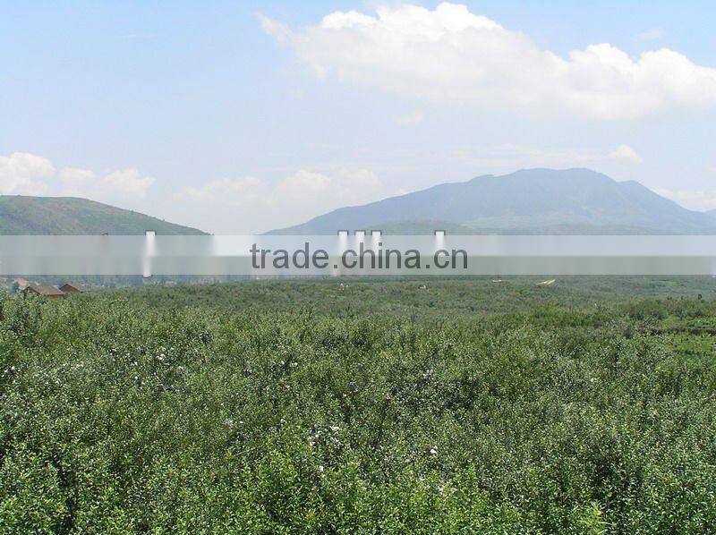 Best selling nutritious Apple Fuji Apples Chinese Fuji Apple