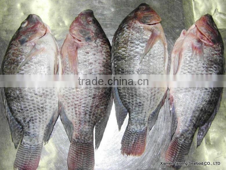 seafood manufacture sell live tilapia