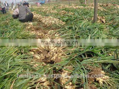 FRESH GINGER 200G UP FOR ALL MARKET