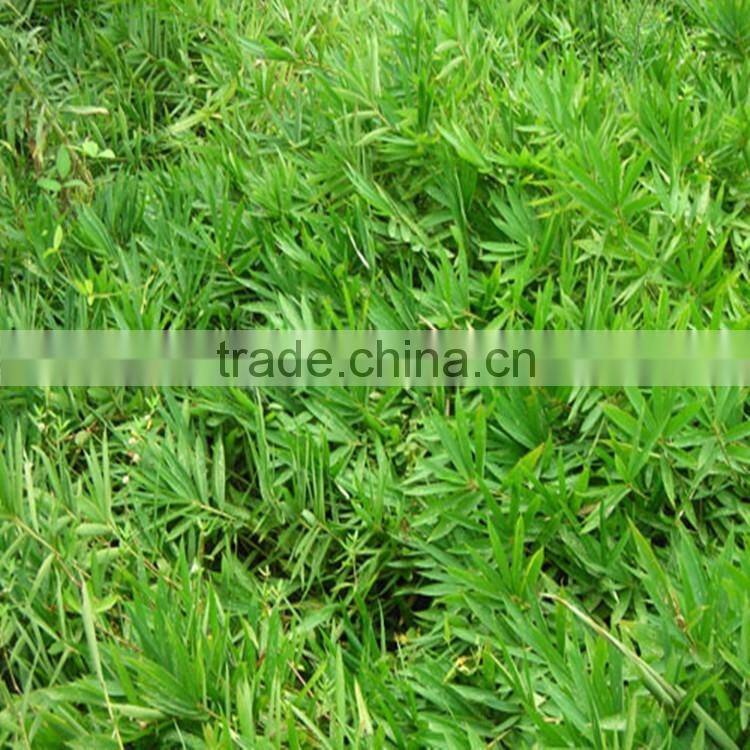 shibataea chinensis Nakai