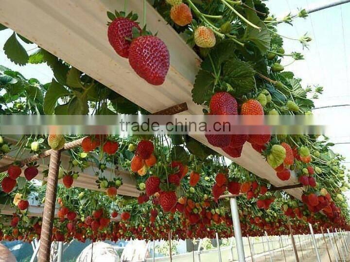 Green House NFT PVC Hydroponic pipe for Strawberry