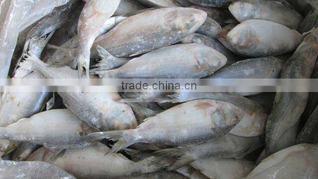 Frozen SardineFish