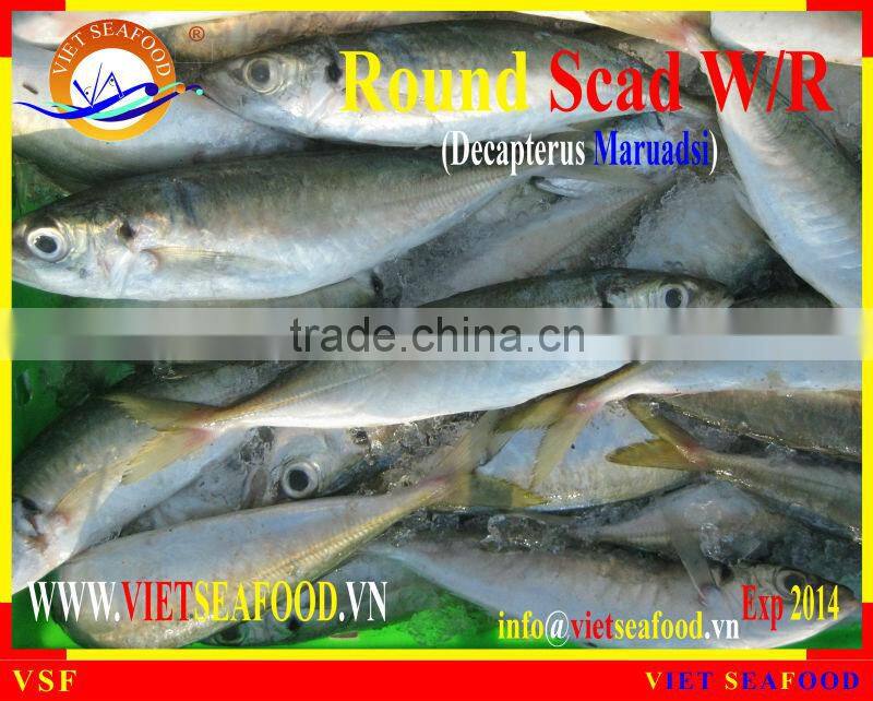 FROZEN ROUND SCAD WHOLE ROUND