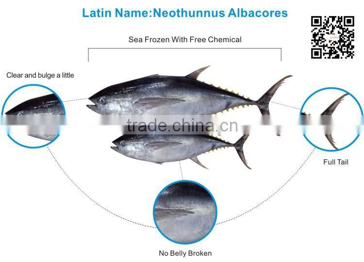 Whole Round Frozen Yellowfin Tuna lot number#kmw4004