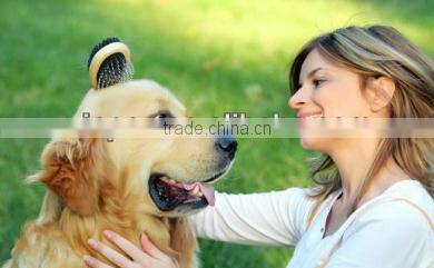 Wooden dog pet pin brush