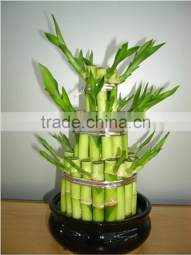Lucky bamboo ( Dracaena Sanderiana) 3 layers