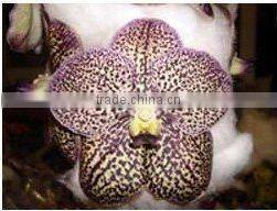 Thailand Best Quality V-001 Vanda Blue Orchid