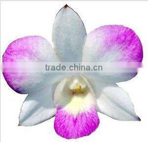 Thailand Best Quality D-006 Dendrobium Bangkok Land Orchid