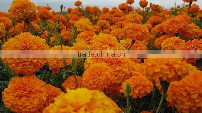 Marigold Extract Lutein Oleoresin