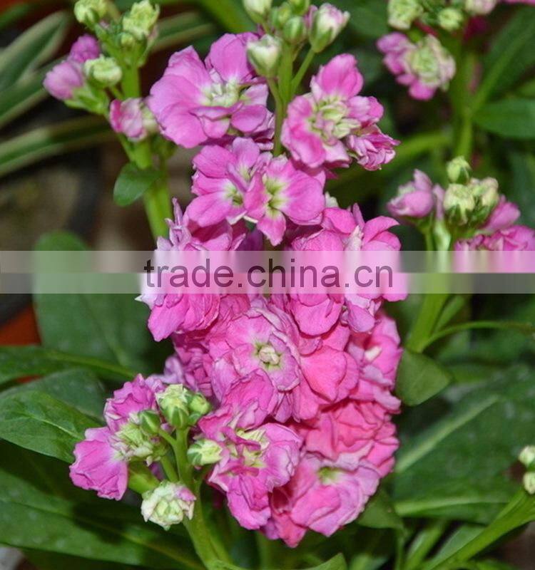 Fresh cut useful cut violet flower