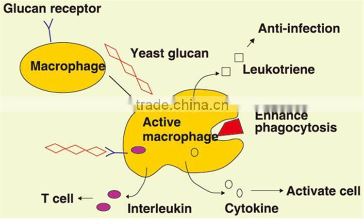 High Quality Yeast Beta Glucans as Pharmaceutical Immune Polysaccharides and Anti Radiation
