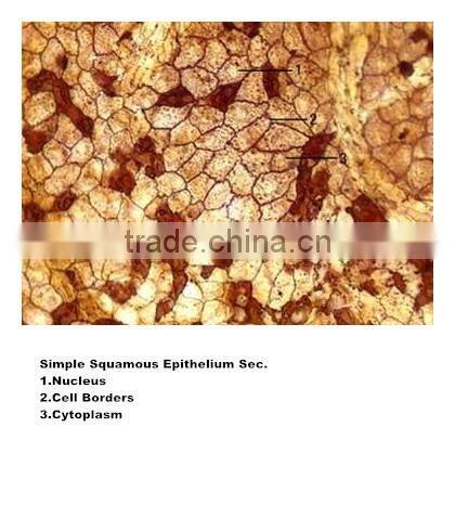 Medical slides/ Prepared Microscope Histology slides/Epithelium Sec. Slides
