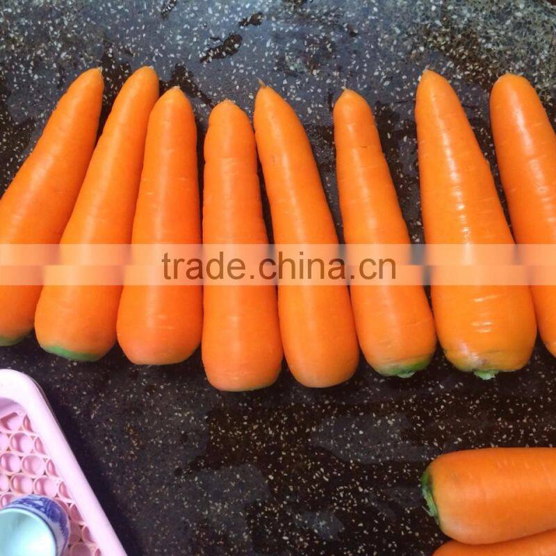 VIETNAM FRESH CARROTS CHEAP