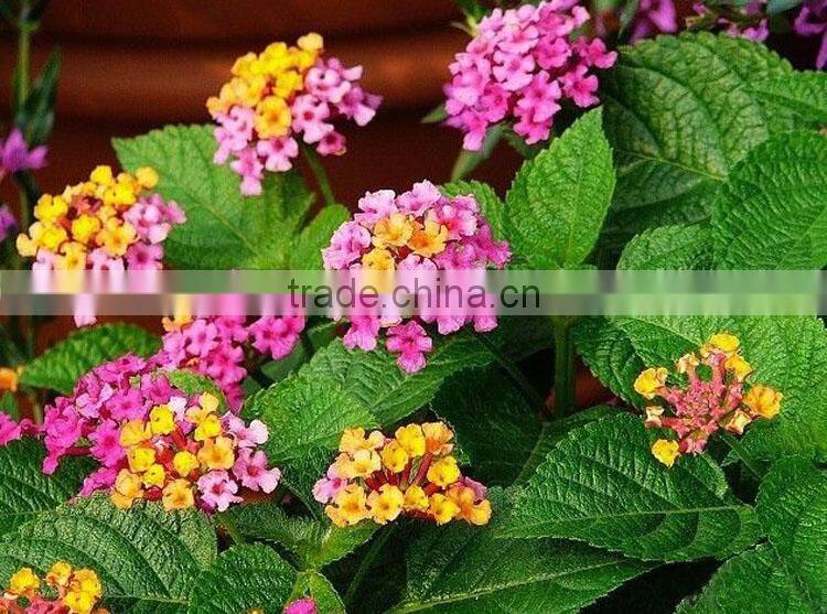 The shrub plant Lantana camara seedling