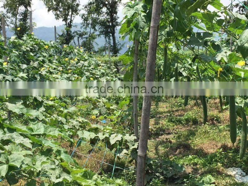 HAIRYALI F1 Hybrid Sponge Gourd Seeds