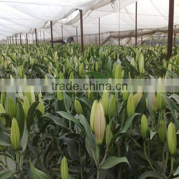 wholesale fresh lily flower buy from Kunming flower planting base