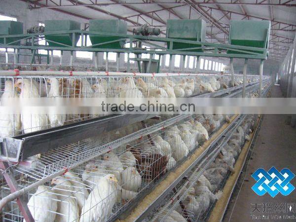 hot sales A type chicken cage for chicken farm