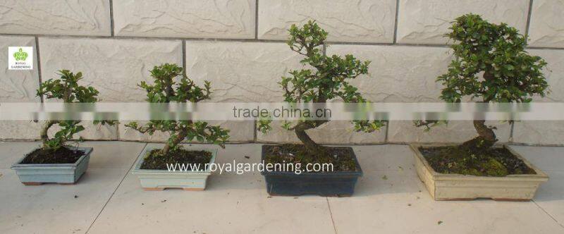 S Shape Small Indoor Bonsai Carmona Bonsai tree (Fukien Tea)