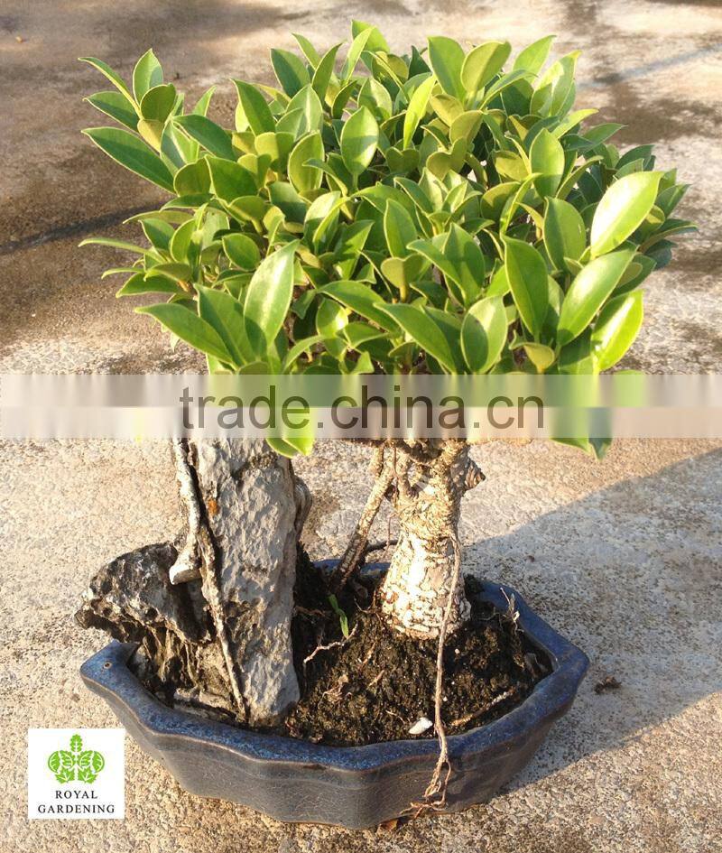 bonsai tree with stone