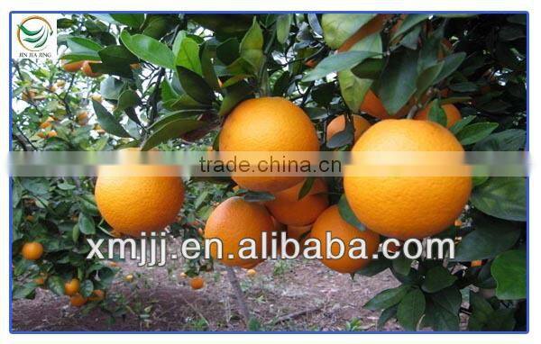 Nanfeng Honey Baby Orange