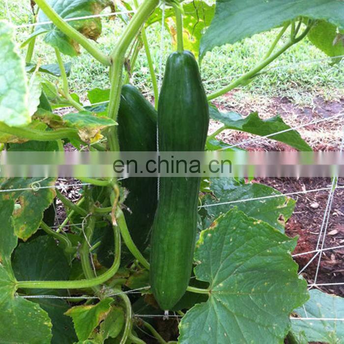 18x18cm square trellis netting/2x60m cucumber climbing mesh plant support net