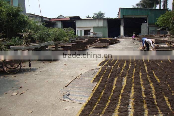 2013 new design and natural color raw incense