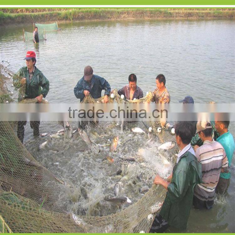 BAOXUEKANG Biological Fungicide For the Aquaculture Animals of Aquaculture fungicides