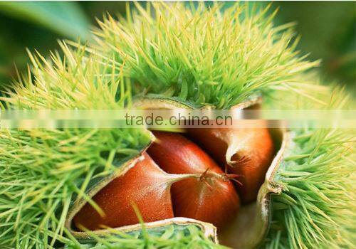 2014 chestnut sheller