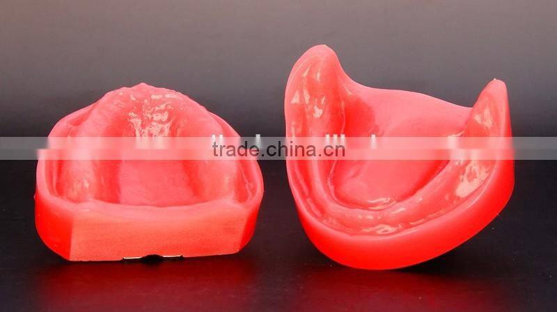 Dental functional edentulous jaws model DEA-30