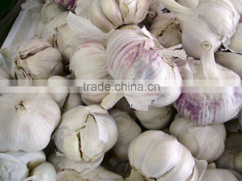 2016 Hot Sale! VSN3000-L600G Monochrome Peeled Garlic Belt Color Sorter With Blue Light