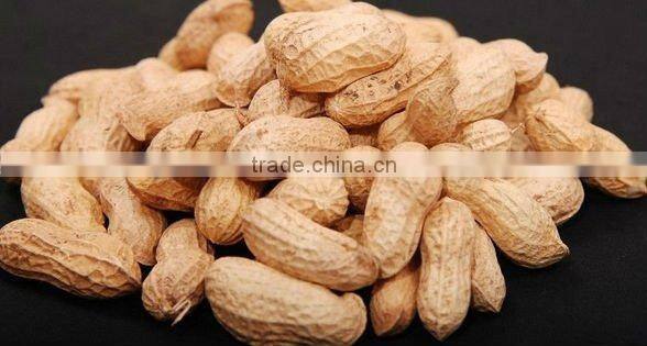 EXPORT QUALITY BOLD PEANUT
