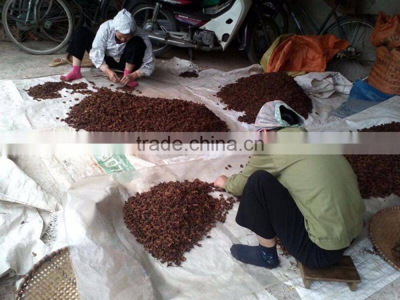 VIETNAM SPRING STAR ANISEED, HIGH QUALITY, BEST PRICE (+841657106604 - WHATSAPP)