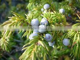 Juniper Berry Oil manufacturer.