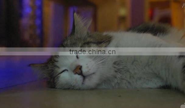 Easy cleaned Flushable High Quality Bentonite Cat Litter for sale