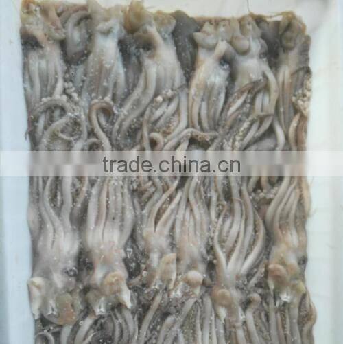 Frozen Squid Head