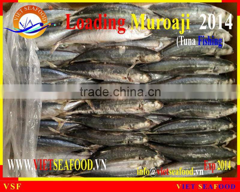 LOADING MUROAJI FOR TUNA BAIT