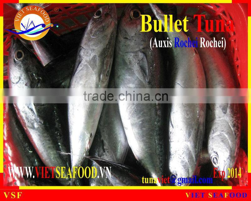 W/R FROZEN BULLET TUNA