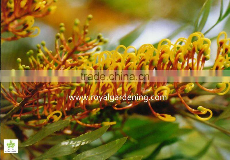 Grevillea robusta tropical trees