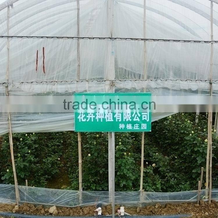 Fashion Golden Sun buy gerbera flowers